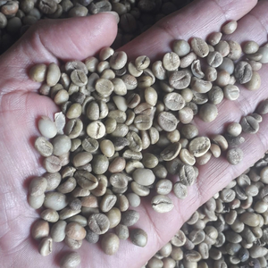 OEM vert de grains de café Robusta du Vietnam à vendre - Product Image 4