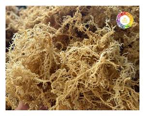 Algas marinas de algodón de Vietnam tipo Eucheuma, seamoss naturales para exportación a granel, ideales para procesamiento de alimentos orgánicos y uso industrial - Product Image 5