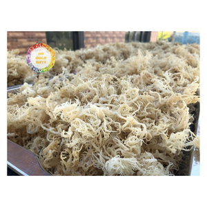 AL POR MAYOR MEJOR PRECIO NATURAL CRUDO ALGODÓN SECO ALGAS ALIMENTOS TOP RATED DESDE 99 DATOS DE ORO - Product Image 2