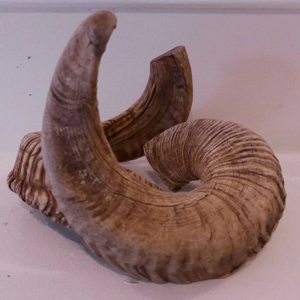 งานฝีมือเหนือกาลเวลา แตรแกะอินเดียธรรมชาติ ขัดเงา งานแฮนด์เมดทันสมัย ความยาว 10-40 ซม. เป็นมิตรกับสิ่งแวดล้อม รับทำโลโก้ตามสั่ง ของตกแต่งบ้าน - Product Image 3