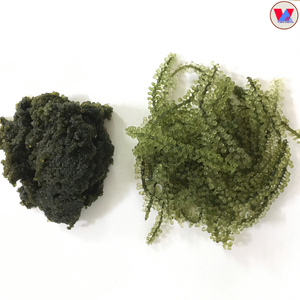 Algues et raisins de mer pour l'alimentation - Meilleure qualité - Norme d'exportation - Fabriqué au Vietnam/Ms. Kate - Product Image 3