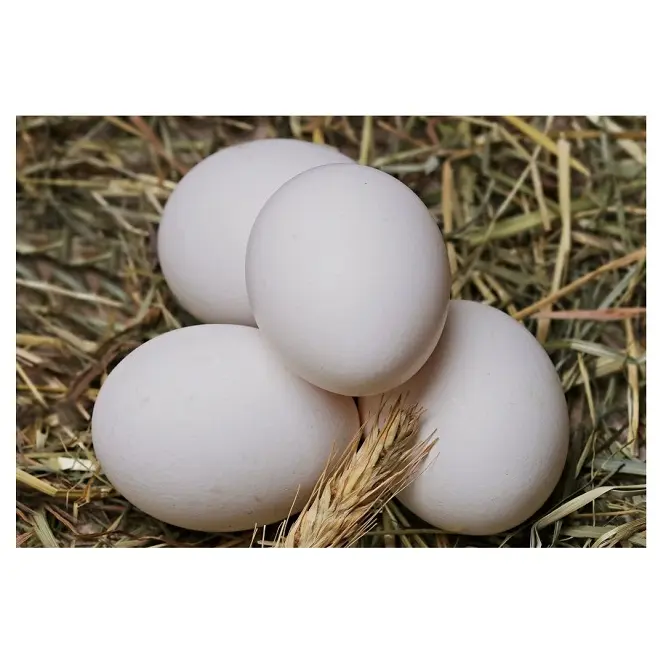 Marrone e bianco guscio uova di pollo in stile belgio colore origine ripiano