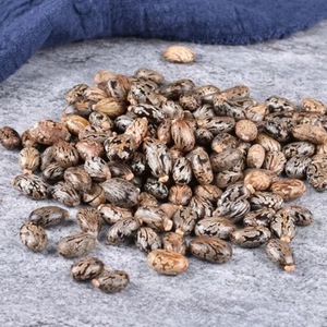 เมล็ดละหุ่ง (Ricinus Communis) สายพันธุ์แบล็คคูมิน วัตถุดิบสมุนไพรธรรมชาติสดใหม่ จากพระนักขอนสิอายุตตา ประเทศไทย - Product Image 5