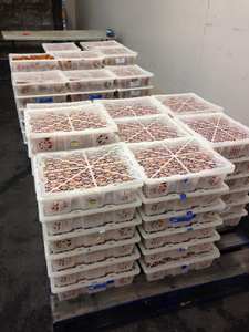 Longan Seco de Alta Calidad para Adultos, Niños e Infantes - para Postres, Cocina, Repostería, Procesamiento de Alimentos - Venta al por Mayor a Granel desde Vietnam - Product Image 5