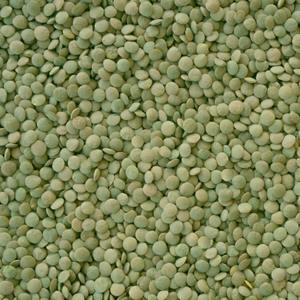 Envase fuerte Lentejas verdes secas con 12% humedad Lentejas verdes suministradas a granel a los mercados mundiales de alimentos - Product Image 1