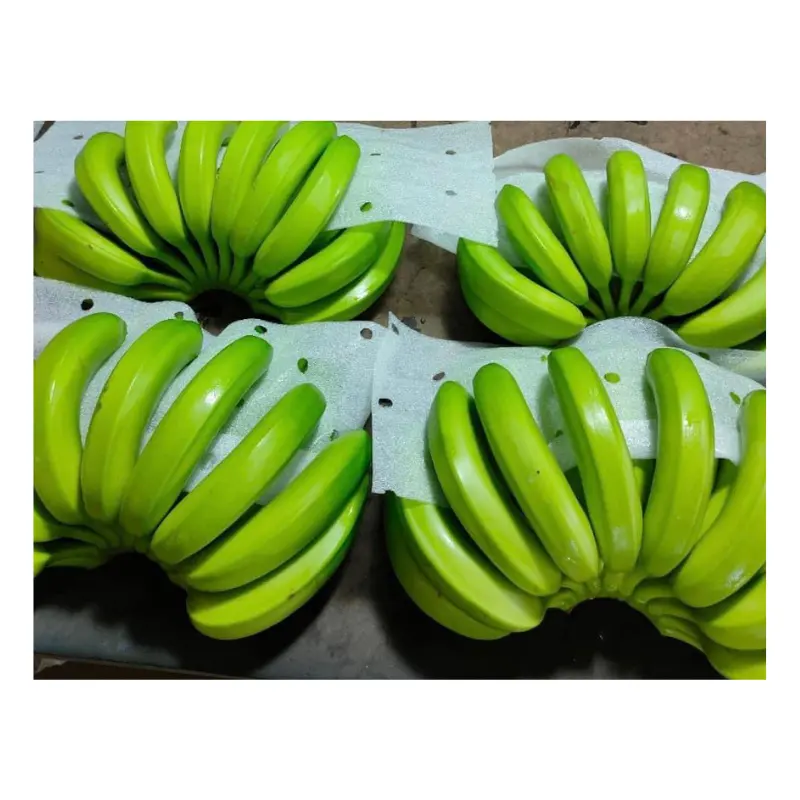 Vietnam pisang segar-segar hijau Cavendish pisang Premium untuk ekspor-grosir buah segar dan sayuran