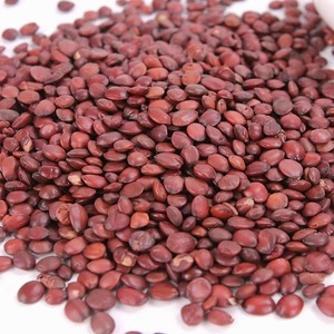 เมล็ดพุทราป่าแท้เกรดสูง - Product Image 3