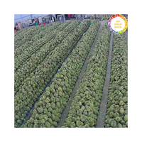 Geselecteerde Verse Durian Uit Vietnam Verzonden Als Verse Durian 99 Goudgegevens, Perfect Voor Fruitmarkten En Snacks
