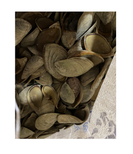 Conchas de Caracol de mariscos secos, conchas de Caracol opercuum/LAMBIS MUREX, 99GD, venta directa y al por mayor - Product Image 1