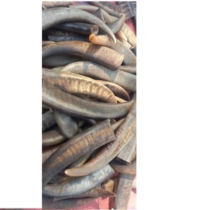 Puntas de Cuerno de Búfalo Natural Indio Vikingo, Técnica Cruda, Ecológicas, Disponibles al por Mayor en India - Product Image 1