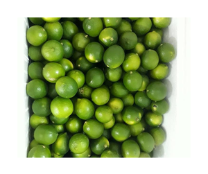 Lime sans pépins du Vietnam à haute teneur en jus-Qualité d'exportation Citron vert frais-Ferme de fruits frais Approvisionnement direct 99 GD - Product Image 4