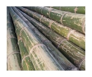 Venta al por mayor de caña de bambú Premium, bambú natural ecológico, alta calidad, proveedor de fábrica de Vietnam, exportación directa - Product Image 4