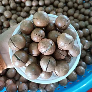 Macadamia Noten Geteeld In Vietnam, Uiterst Concurrerende Prijs Met Super Goede Kwaliteit