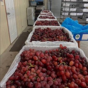 องุ่นไร้เมล็ดแดงสดพรีเมียม - คุณภาพส่งออกเกรด 1 - องุ่นหวานคุณภาพสูงสำหรับรับประทาน ขายส่ง - Product Image 5