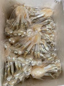 Cuchara de Nácar de Vietnam, Pulida a Mano, Fabricante Directo al por Mayor para Importadores Globales - Product Image 4