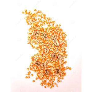 Maíz amarillo y maíz blanco para alimentación humana y animal al por mayor - Product Image 2