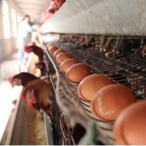 Meilleure vente et équipement de ferme avicole automatique de haute qualité Cage pour poulets de chair - Product Image 3