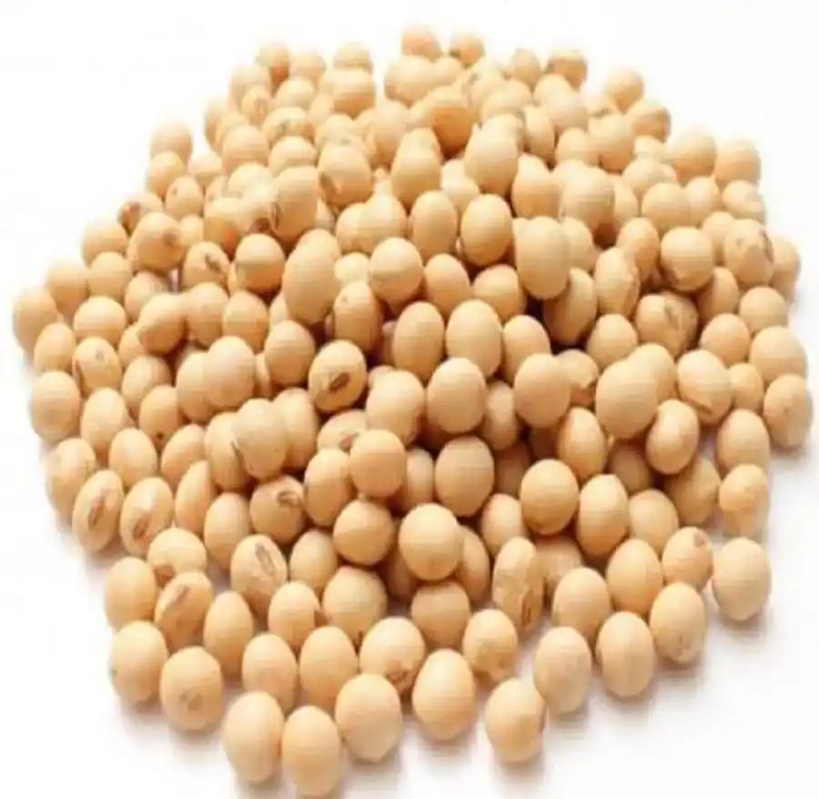 Soja feijão soja 2021 colheita chinesa soja amarela de alta proteína soja OGM/NON OGM