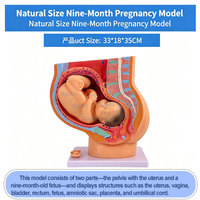 Modèle anatomique médical grandeur nature de fœtus de 9 mois, utérus pelvien féminin avec placenta de bébé amovible