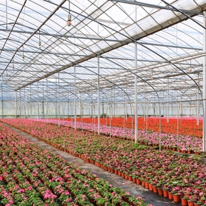 Película de invernadero de precio al por mayor de alta calidad para cultivo de flores, granjas de flores de agroturismo combinadas con casas de familia - Product Image 1