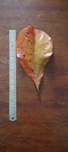 Haute qualité 100% séché Terminalia Catappa indien feuilles d'amande saine Bettas nourriture pour poisson pour accessoires d'aquarium - Product Image 4