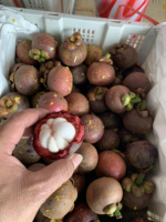 Mangoustan frais du Vietnam, de haute qualité, sucré et juteux, exportation en vrac