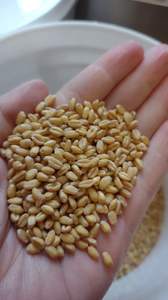 Farine de blé dur de qualité supérieure, qualité alimentaire brésilienne, conditionnée en sacs de 25 kg et 50 kg, prix compétitifs FOB et CIF - Product Image 5