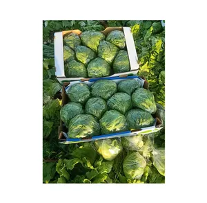 Optimum Quality Hot Selling 100% Natural Good Quality Fresh Vegetables Iceberg Lettuce from Egypt Origin Manufacturer