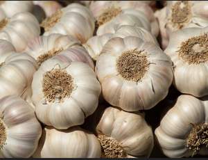 Hot Sale New Crop Organic <b>Fresh</b> <b>Garlic</b> Best Quality Available - Product Image 3