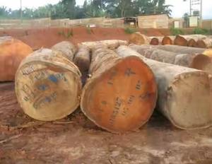 Troncos cuadrados de madera fresca Suelo de madera Doussie Materia prima KD/AD/S4S Categoría de producto - Product Image 2