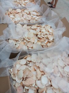 Bán buôn vỏ cua khô vỏ cua khô cho thực phẩm nhồi vỏ cua lớn 3 ounce 20 mỗi trường hợp ba góc bơi - Product Image 4