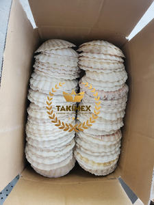 100% conchas marinas de vieiras pulidas hechas a mano estilo Animal Natural para decoraciones para el hogar embalaje OEM de Vietnam - Product Image 4