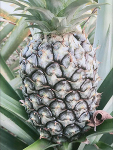 Ananas frais, source de haute qualité et réputée du Vietnam, grande quantité, prix bon marché de Bao Tram Anh Company - Product Image 3