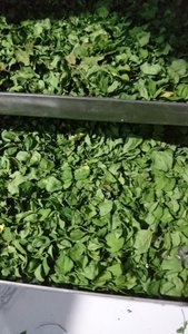 Feuilles séchées vertes de Moringa à la lutéine - Product Image 2