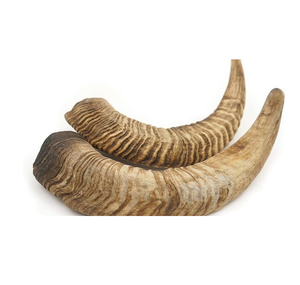 Corne de chèvre de haute qualité écologique véritable corne de bélier naturel semi-fini corne de chèvre corne de Shofar de bélier - Product Image 6