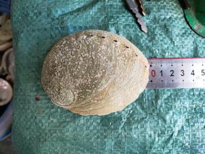 เปลือกหอยเป๋าฮื้อเวียดนามราคาดีเยี่ยมสำหรับการสั่งซื้อจำนวนมากส่งตรงจากเวียดนาม - Product Image 4