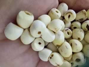 เมล็ดบัวแห้งธรรมชาติขายส่ง เมล็ดบัวขาวจากเวียดนาม - Product Image 6