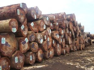 Nhà cung cấp tốt nhất của Top Grade phi <span class=keywords><strong>tali</strong></span> gỗ các bản ghi/Gỗ gỗ các bản ghi/tự nhiên <span class=keywords><strong>tali</strong></span> rừng có sẵn trong giá bán buôn - Product Image 3