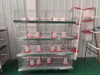 Fabricant de cages automatiques pour poules pondeuses, cages en batterie, équipement d'élevage avicole avec système d'alimentation, d'abreuvement et de collecte des œufs