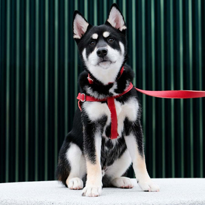 Ceinture de sécurité personnalisée confortable et réfléchissante pour chien, ceinture de sécurité en toute sécurité pour animaux de compagnie, laisse élastique pour chien, prix bon marché à vendre - Product Image 2