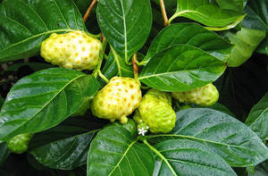 Feuilles de noni séchées tropicales du Vietnam pour les acheteurs de produits à base de plantes et les marques naturelles - Product Image 6