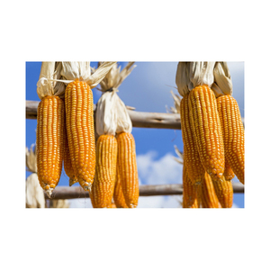 ALIMENTACIÓN HUMANA Y ANIMAL. Semillas de maíz amarillo 100% Semillas de maíz de calidad natural para exportación en proveedores de Portugal - Product Image 5