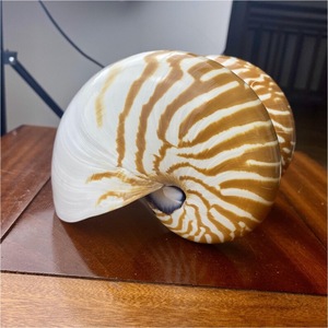 Gran oferta de conchas marinas Nautilus de alta calidad con/sin concha de mar de abulón Natural pulida para decoración del hogar de buena calidad - Product Image 2