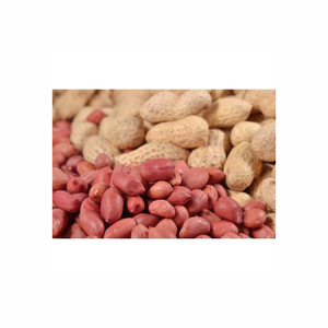 Cereal de semilla de cacao 50kg Shea Dry Ground Nut Cacao en grano Cacahuete Tostador de maní Horno para la venta de semillas - Product Image 5