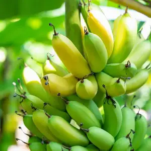 全球最畅销的需求来自菲律宾的优质新鲜绿色卡文迪许香蕉