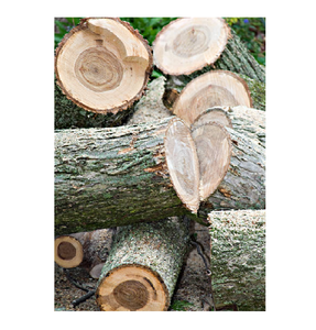 Troncos de madera de olmo natural en venta a bajo precio, perfectos para aserraderos y uso en la fabricación de madera - Product Image 2