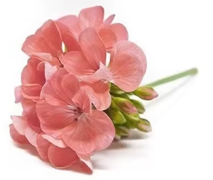 น้ำมันหอมระเหยน้ำมัน Geranium น้ำมันหอมระเหยบริสุทธิ์100% จากธรรมชาติน้ำหอมอียิปต์ - Product Image 6