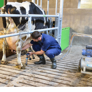 Caja para Vacas LIPHOCO LIP0024 de Acero Galvanizado, Fabricada en Vietnam, Certificación ISO 9001 y 1400, Fabricación OEM para Alojamiento de Vacas - Product Image 6