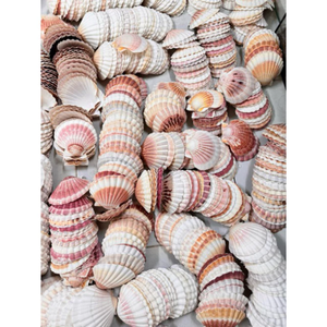 Collection élégante d'affichage de coquillages parfaite pour le mariage de fête de plage et la décoration intérieure inspirée de l'océan - Product Image 6