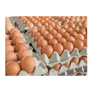 Œufs de poule frais / Œufs de table / Œufs fertiles à faire couver à prix avantageux. - Product Image 4